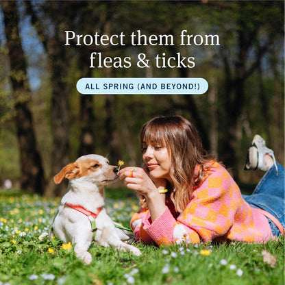 Home Carpet Powder for Flea and Tick Control, 16 Ounce - Protects and Deodorizes Carpets
