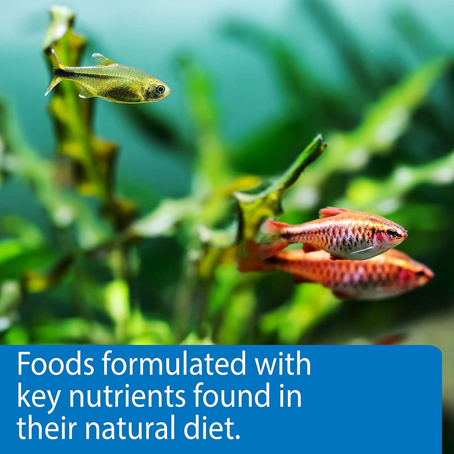 Tropical Sinking Pellets Fish Food, 4.2 oz Medium Container (823B)