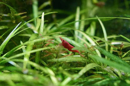 Flourish Freshwater Plant Supplement 500 ML