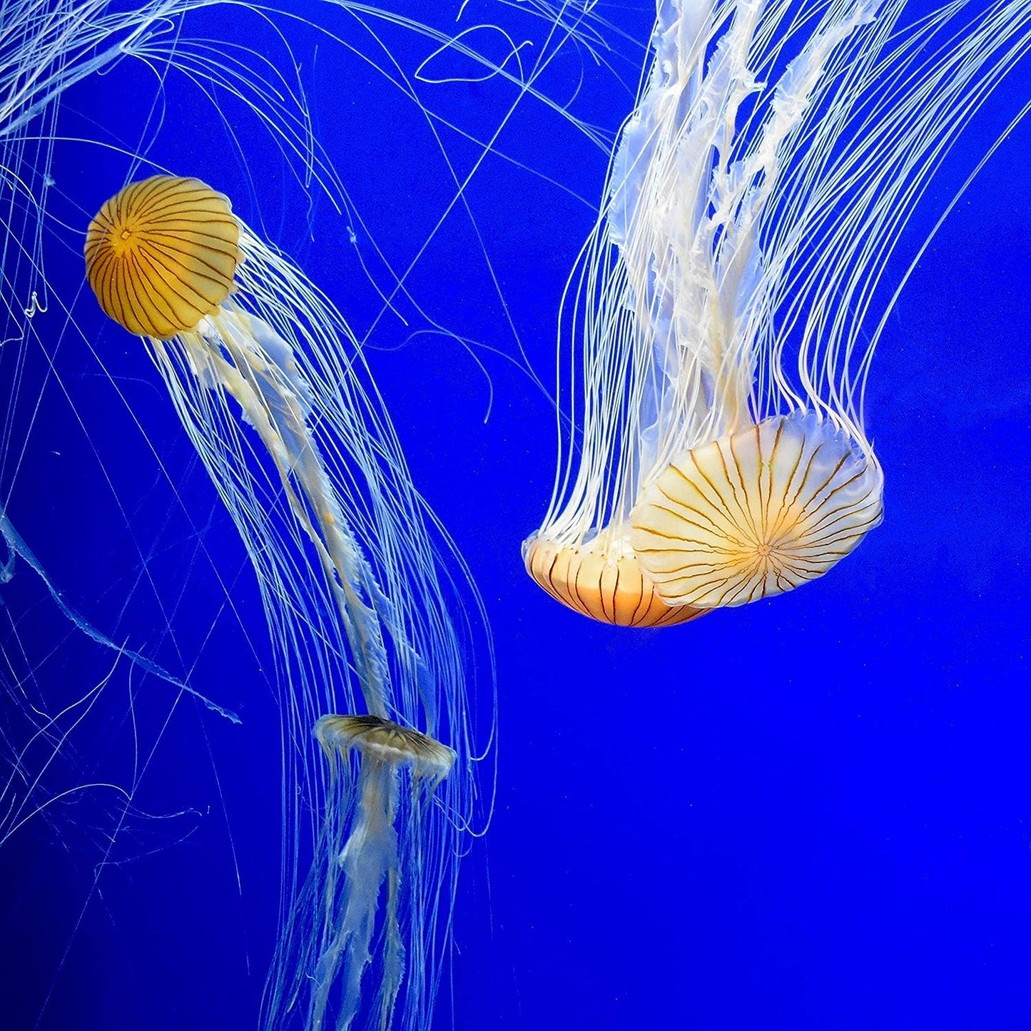 Prime Fresh and Saltwater Conditioner - Chemical Remover and Detoxifier 250 Ml