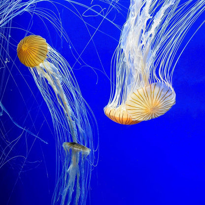 Prime Fresh and Saltwater Conditioner - Chemical Remover and Detoxifier 250 Ml