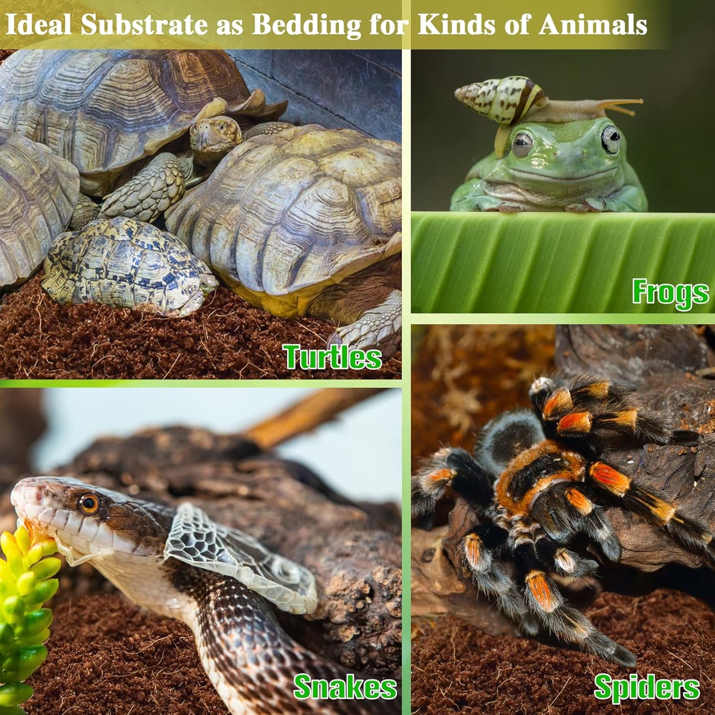  2-Pack Organic Coconut Fiber Substrate for Terrarium Bedding - Ideal for Reptiles, Tortoises, Bearded Dragons, Leopard Geckos, Snakes, Hermit Crabs, Frogs, and Tarantulas