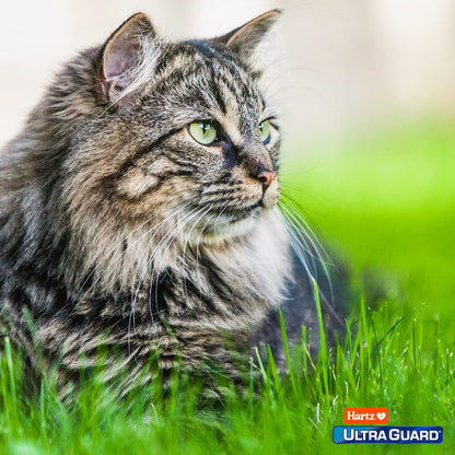 Ultraguard Topical Flea and Tick Prevention for Cats and Kittens - Three Monthly Treatments