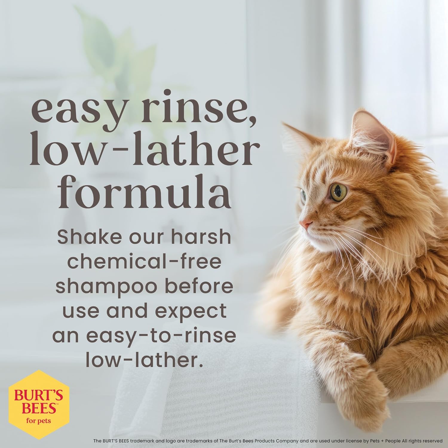 Burt’S Bees for Pets Hypoallergenic Cat Shampoo with Shea Butter and Honey, Gentle Kitten Shampoo for Indoor Cats with Dry or Sensitive Skin, Cat Bathing Supplies, 10 Fl Oz