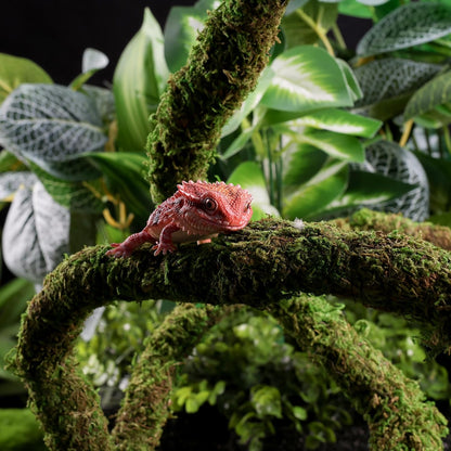 Bendable Moss Vines for Reptiles - 6.5 FT Natural Climbing Rope for Leopard Geckos, Lizards, Snakes, Chameleons, and Frogs