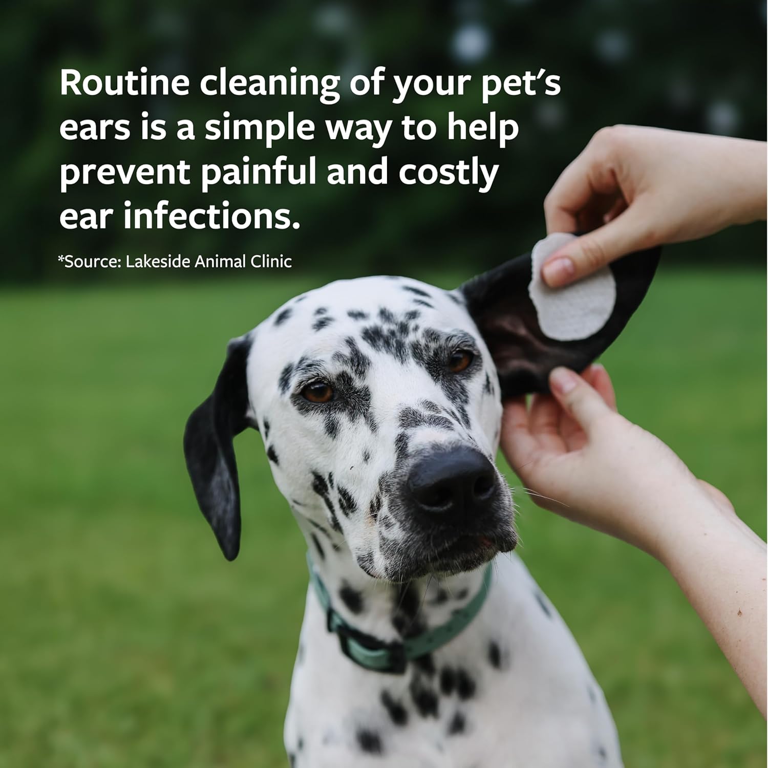  Ear Cleaner for Cats and Dogs to Alleviate Itchiness and Remove Debris and Buildup to Prevent Infections