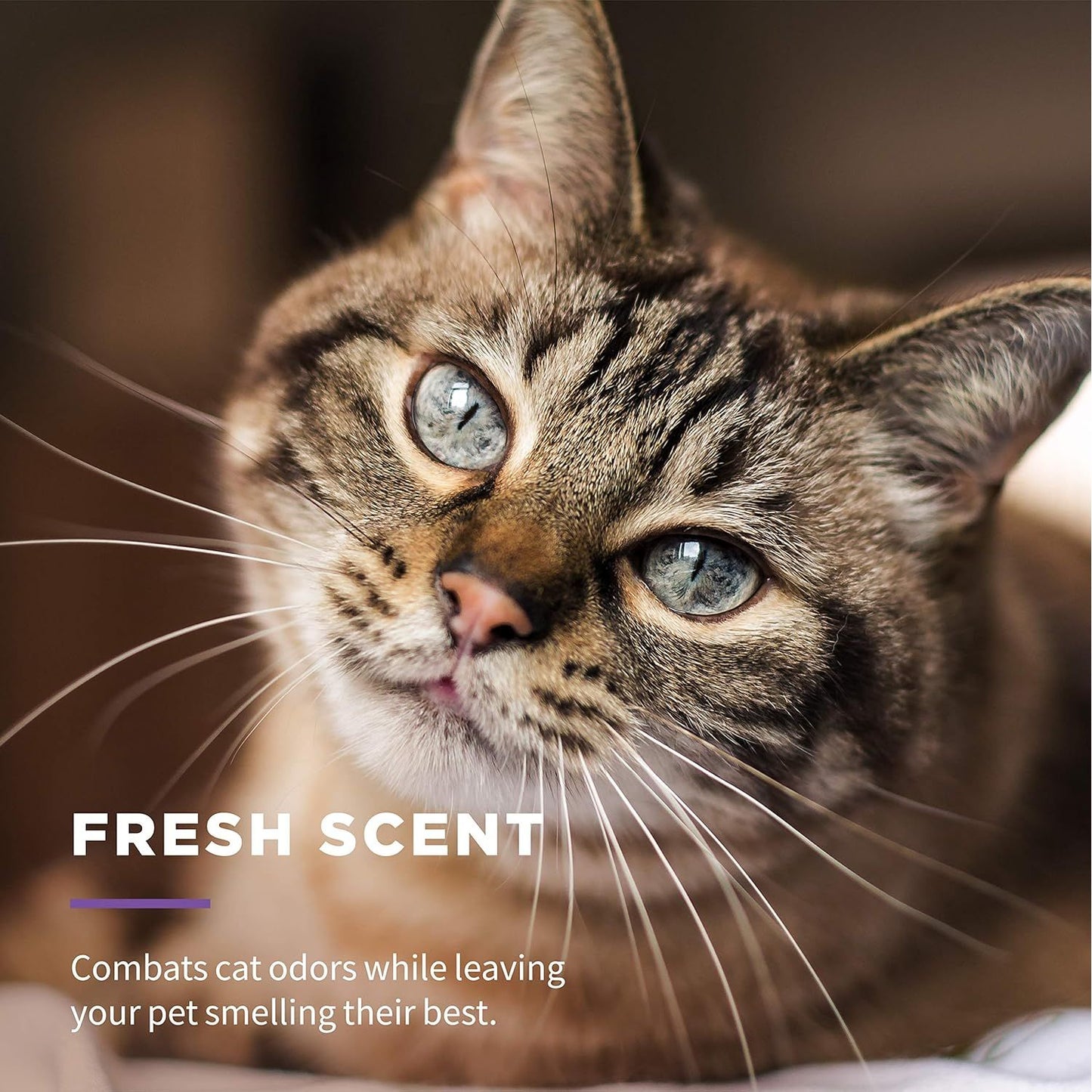 Multi-Purpose Cat Grooming Wipes with Aloe Vera 