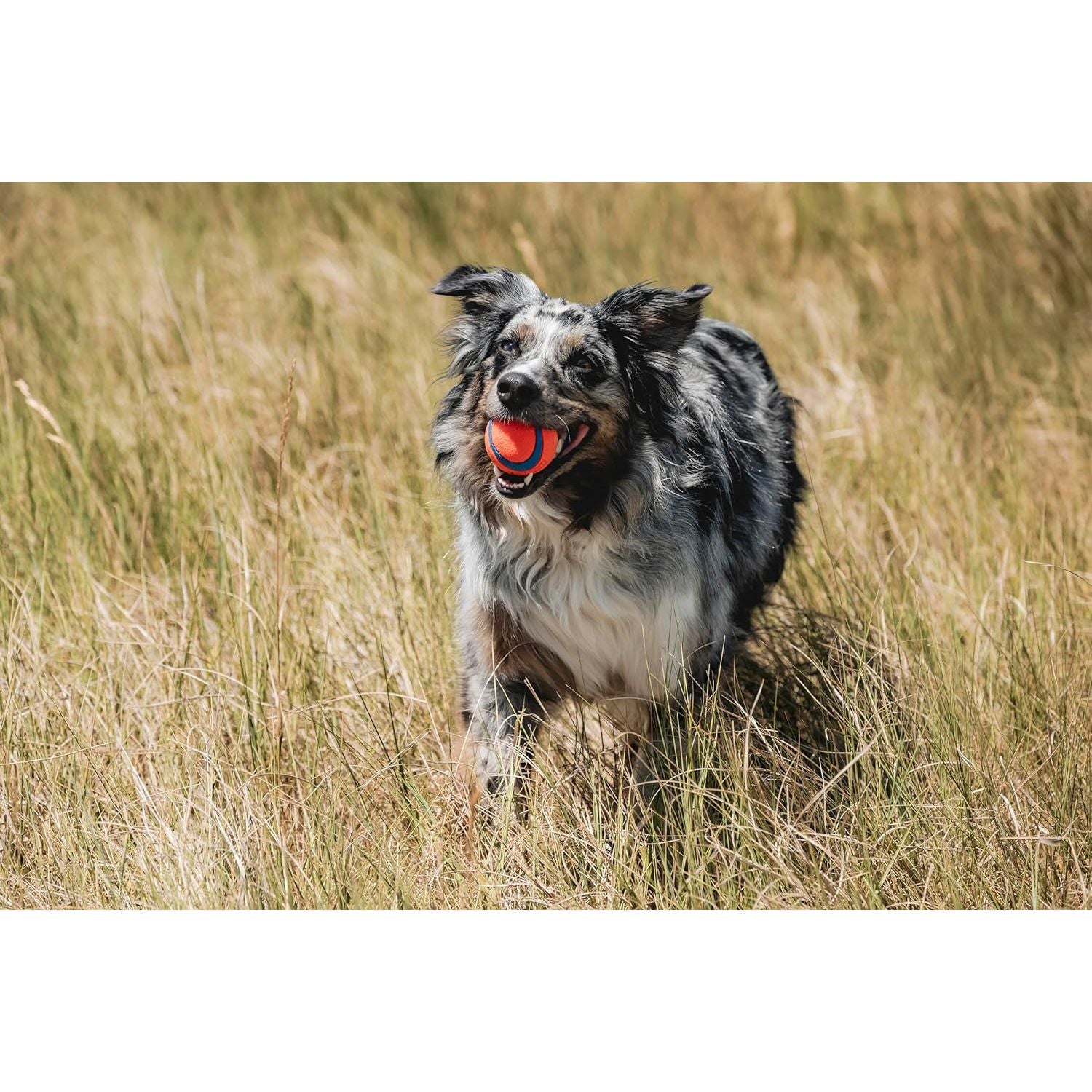  Bouncy Fetch Balls for Dogs 20-60 lbs - Durable Rubber Construction - Floating Water Toy - Pack of 2