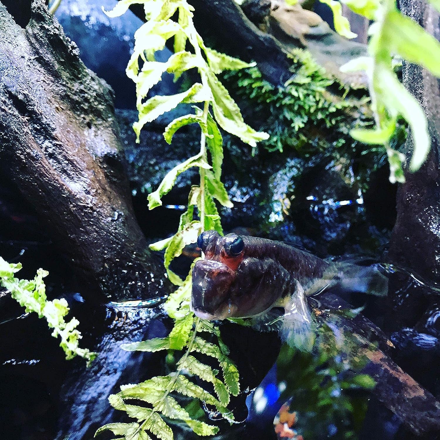 Prime Fresh and Saltwater Conditioner - Chemical Remover and Detoxifier 250 Ml