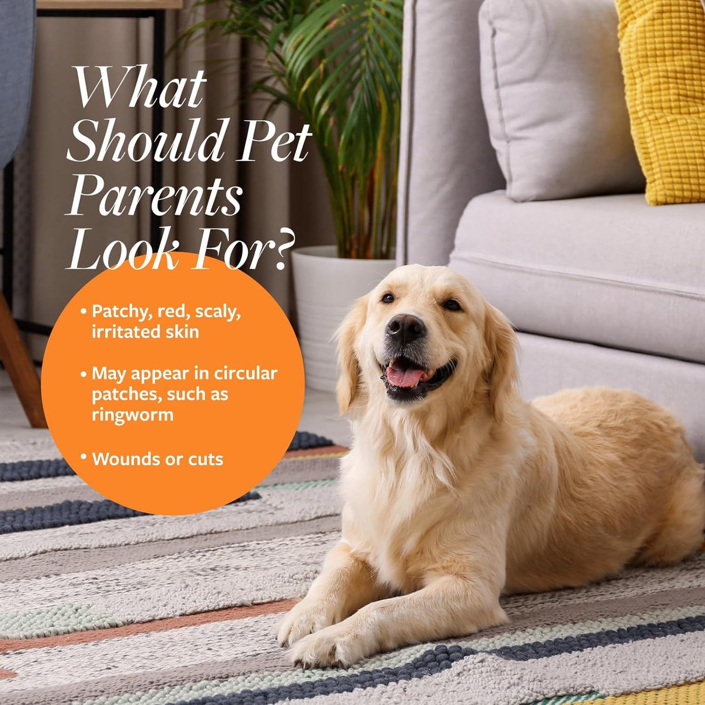 Antiseptic & Antifungal Medicated Pet Shampoo – For Dogs & Cats, 16 oz, Paraben & Soap-Free