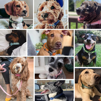 Reflective Neoprene-Padded Dog Collar – Large (18"–26")