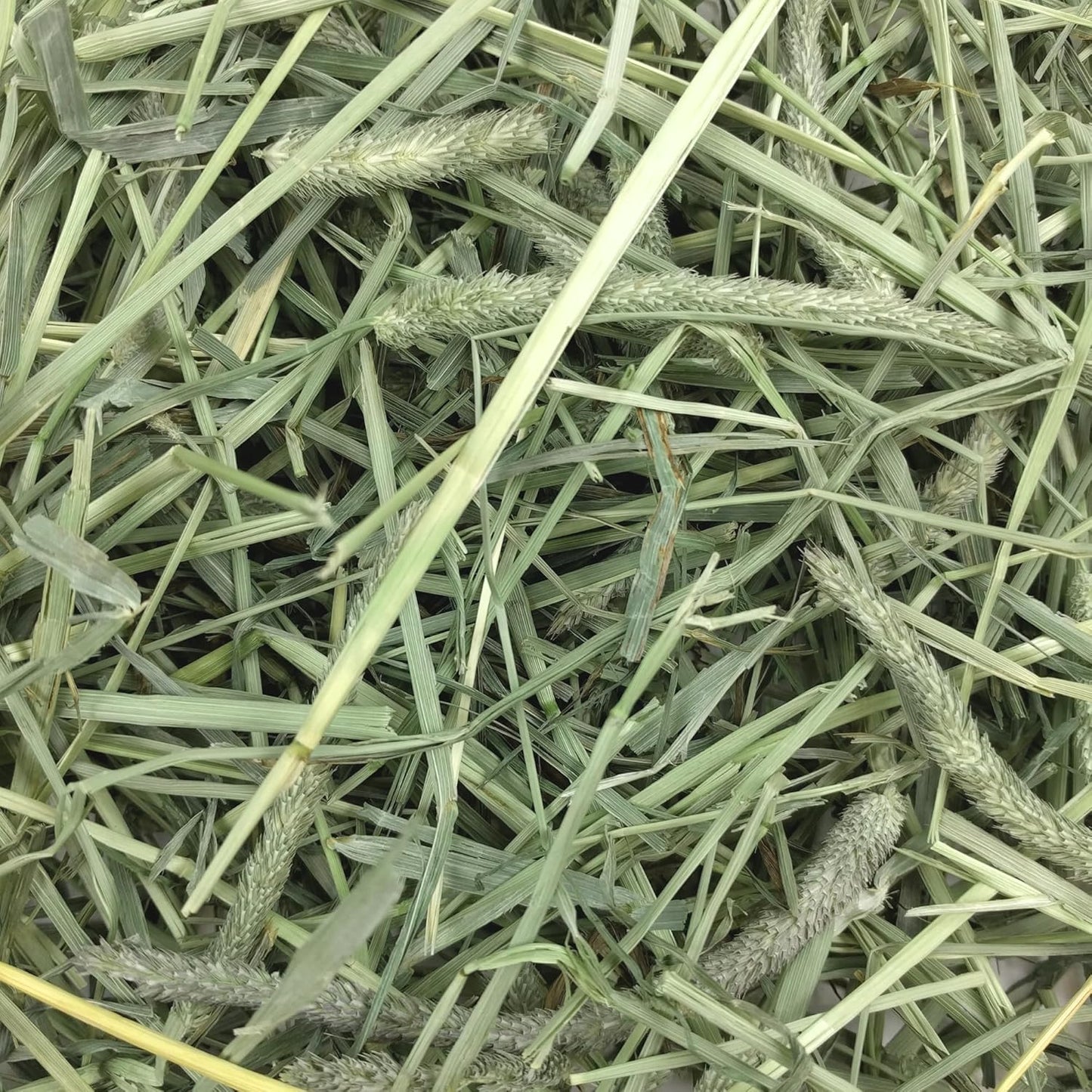 Animal Health Western Timothy Hay, Guinea Pig Hay, Small Pet Bunny Supplies, All Natural Grass for Guinea Pig, Bunny, Chinchilla & Hamster,  Rabbit Supplies for Bunnies, 90 Oz. Bag